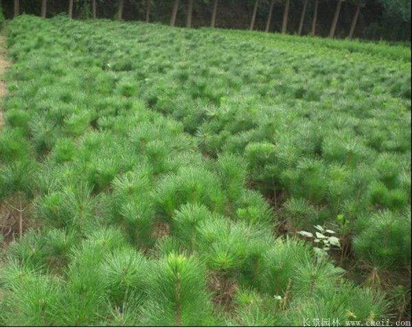 沭陽黑松