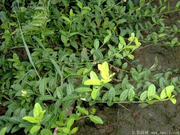 扶芳藤規格