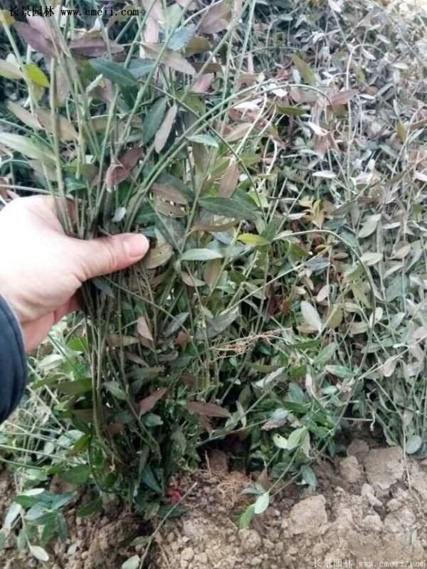 扶芳藤規格