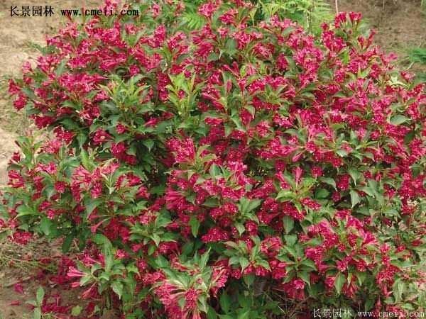 沭陽紅王子錦帶花 沭陽紅王子錦帶花