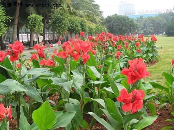 美人蕉，