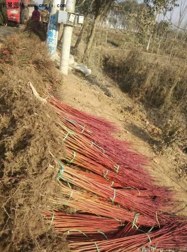 紅瑞木規格