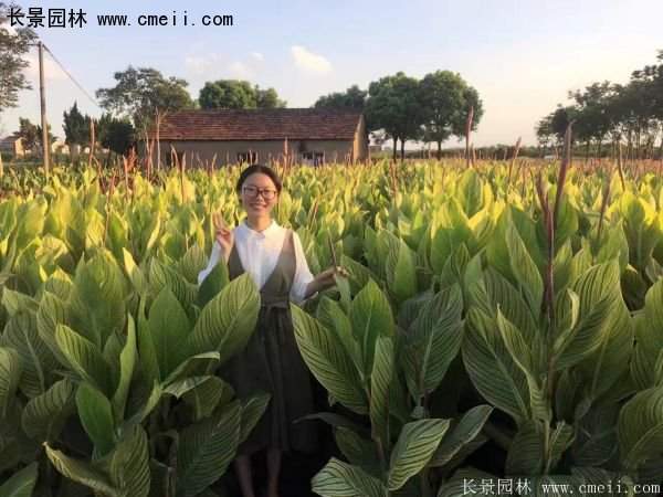 低價格，高質(zhì)量的美人蕉