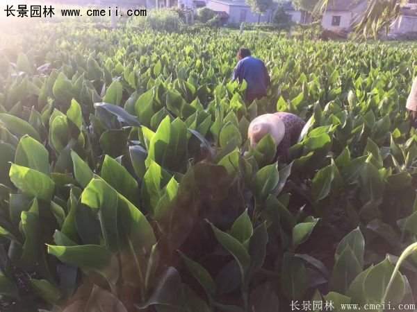 低價格，高質(zhì)量的美人蕉