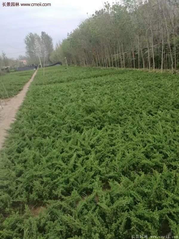 地柏基地照片