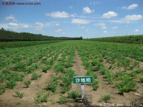 沭陽沙地柏 沭陽沙地柏