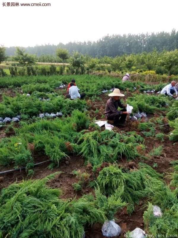 沙地柏繁殖 沙地柏繁殖