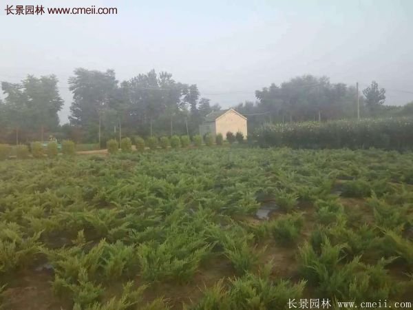 沙地柏繁殖 沙地柏繁殖