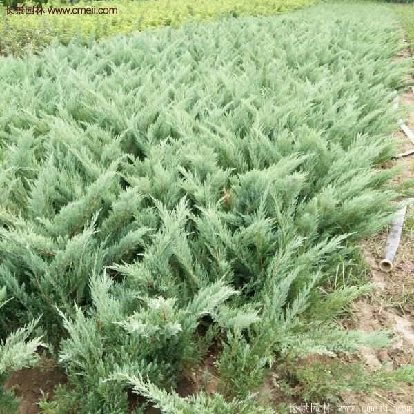 沙地柏的行情