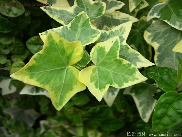 爬山虎