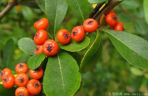 沭陽火棘苗、火棘球