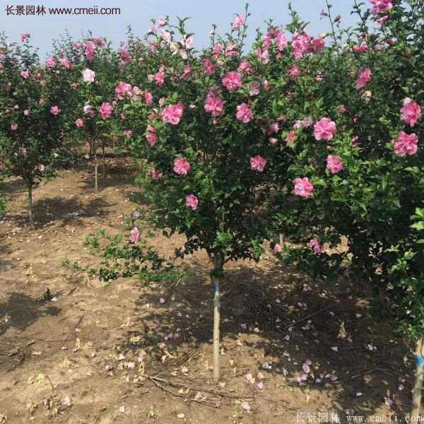 3公分木槿