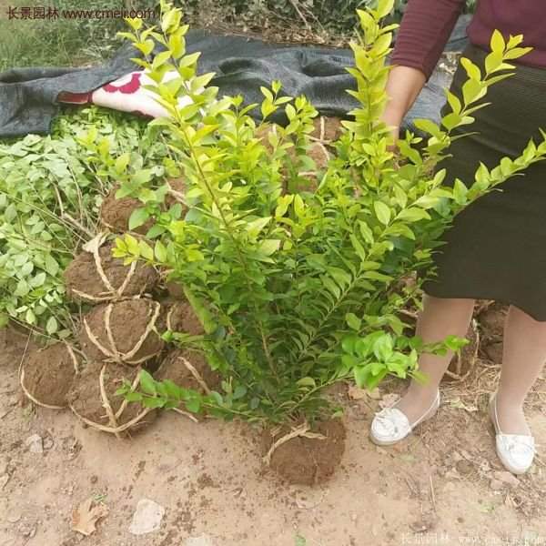沭陽金葉女貞苗 沭陽金葉女貞苗