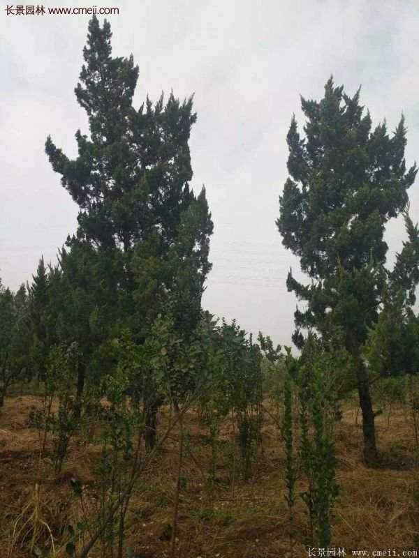 4公高度的龍柏造型樹，地徑在十公分左右