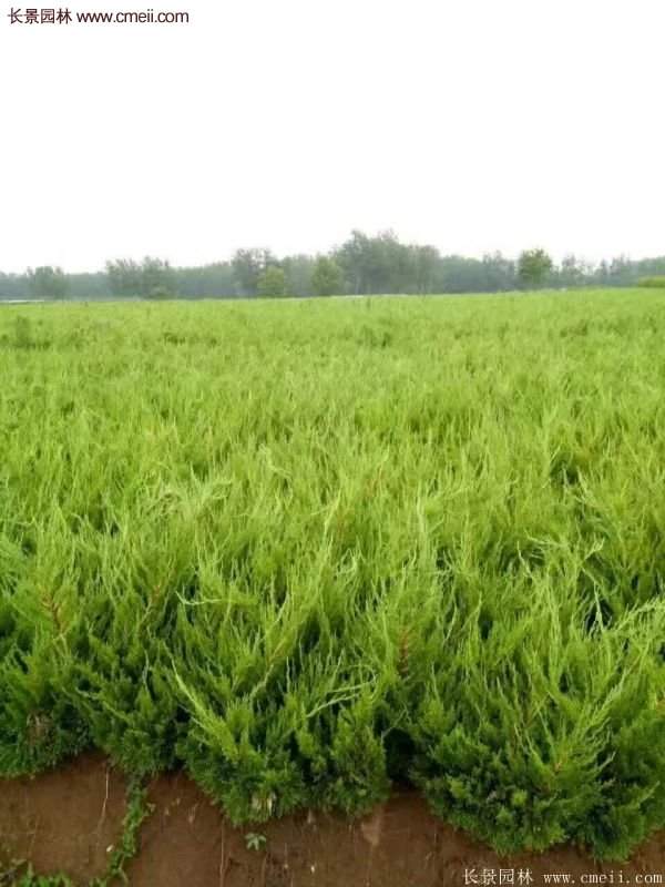 80公分高度的龍柏，主要用來作綠籬、色塊