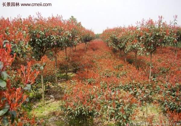 沭陽基地的紅葉石楠 沭陽基地的紅葉石楠