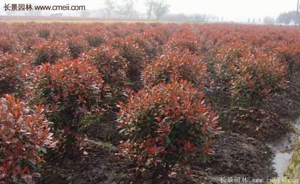 沭陽紅葉石楠苗 沭陽紅葉石楠苗