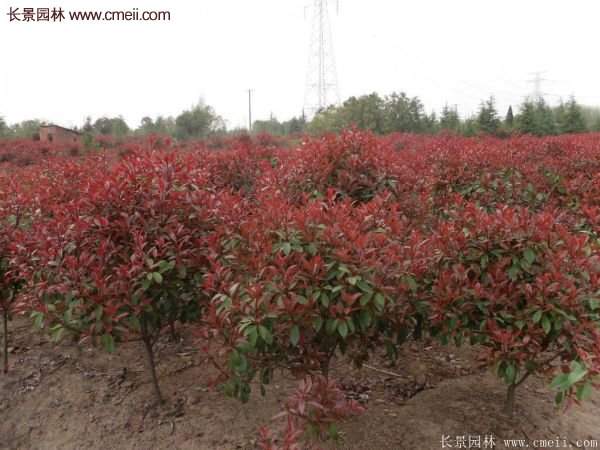 沭陽基地的紅葉石楠球、高桿紅葉石楠 沭陽基地的紅葉石楠球、高桿紅葉石楠