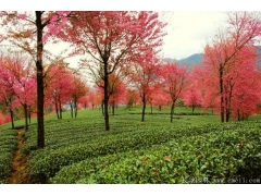 全國(guó)櫻花樹(shù)優(yōu)質(zhì)產(chǎn)區(qū)，日本櫻花樹(shù)價(jià)格結(jié)束跌價(jià)