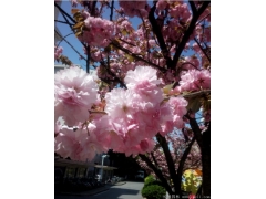 你只聽(tīng)說(shuō)日本櫻花品種有幾百個(gè)品種，可是能買(mǎi)