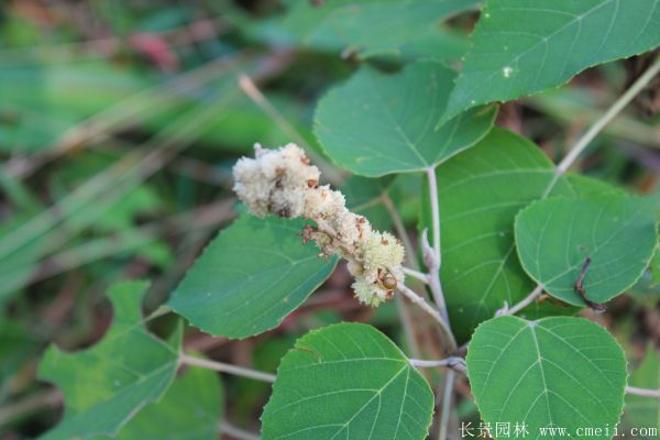 紅烏桕圖片紅烏桕基地實(shí)拍 紅烏桕圖片紅烏桕基地實(shí)拍