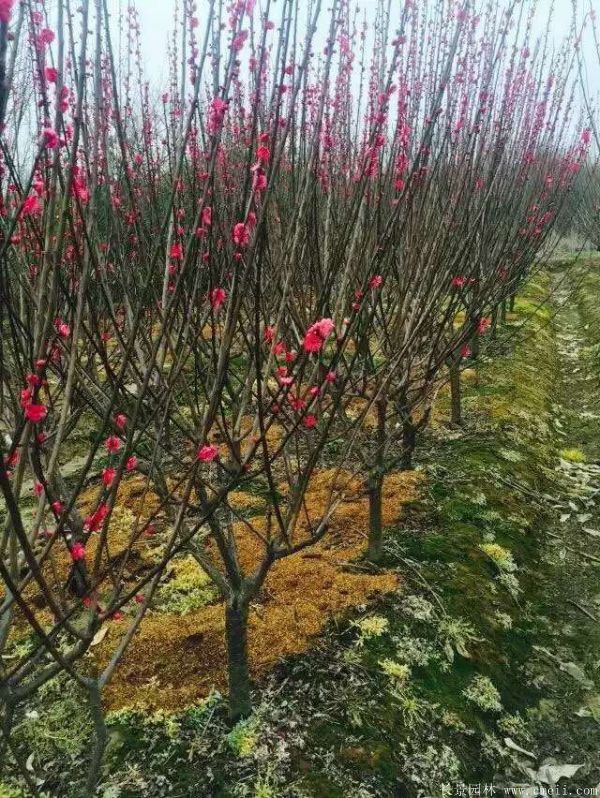 紅梅樹紅梅花圖片基地實拍 紅梅樹紅梅花圖片基地實拍