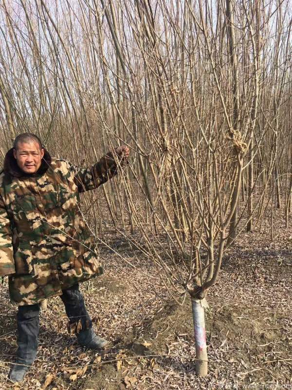 紅梅樹紅梅花圖片基地實拍 紅梅樹紅梅花圖片基地實拍