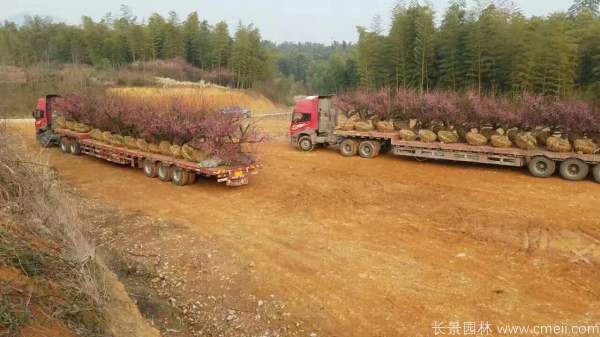 紅梅樹紅梅花圖片基地實拍 紅梅樹紅梅花圖片基地實拍