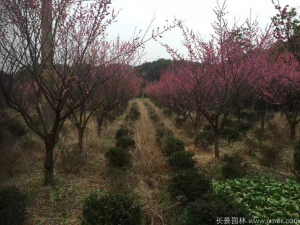 紅梅樹紅梅花圖片基地實拍 紅梅樹紅梅花圖片基地實拍