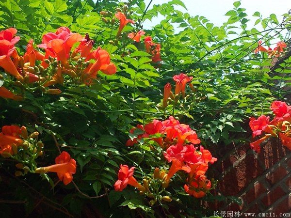 凌霄花圖片基地實拍 凌霄花圖片基地實拍