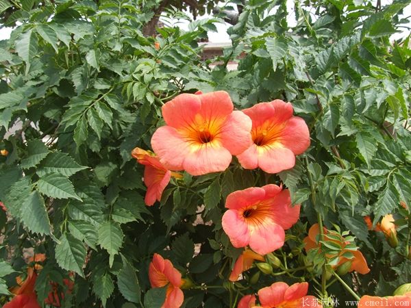 凌霄花圖片基地實拍 凌霄花圖片基地實拍