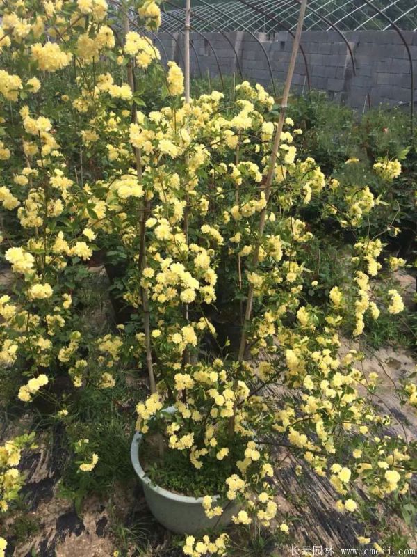 木香苗圖片基地實拍 木香苗圖片基地實拍