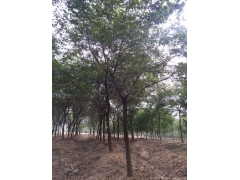 2017年櫸樹行情及價(jià)格，關(guān)注全國較大的櫸樹產(chǎn)區(qū)