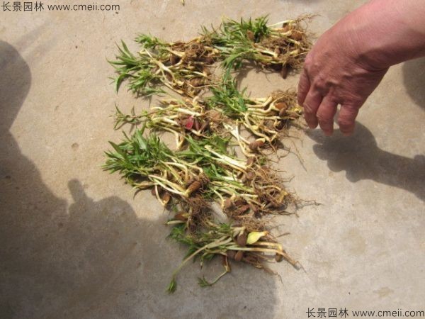 山桃種子發芽出苗圖片