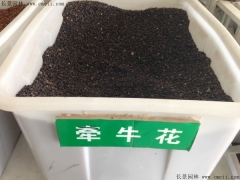 牽?；ǚN子
