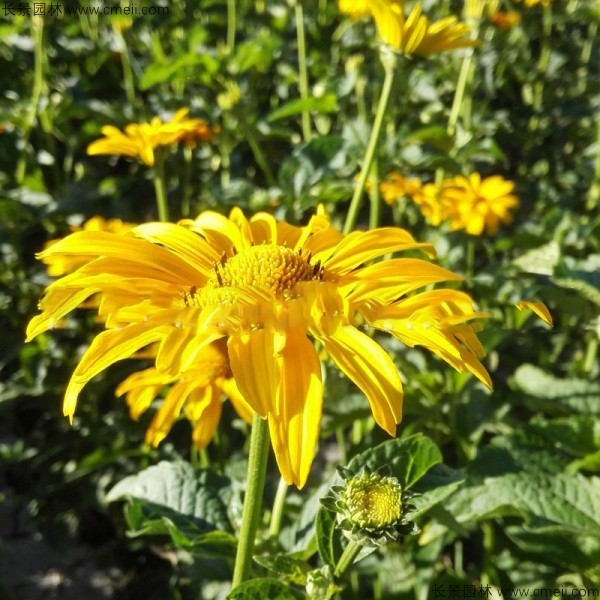 日光菊種子發芽出苗開花圖片 日光菊種子發芽出苗開花圖片