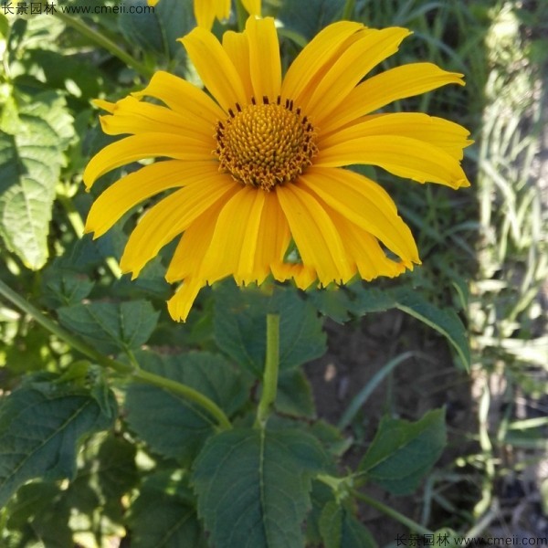 日光菊種子發芽出苗開花圖片 日光菊種子發芽出苗開花圖片