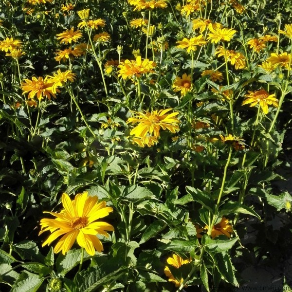 日光菊種子發芽出苗開花圖片 日光菊種子發芽出苗開花圖片