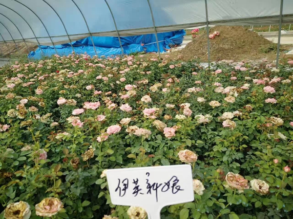 伊芙新娘