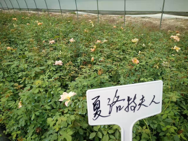 夏洛特夫人