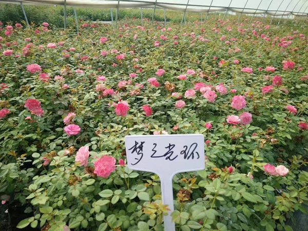 沭陽歐月基地