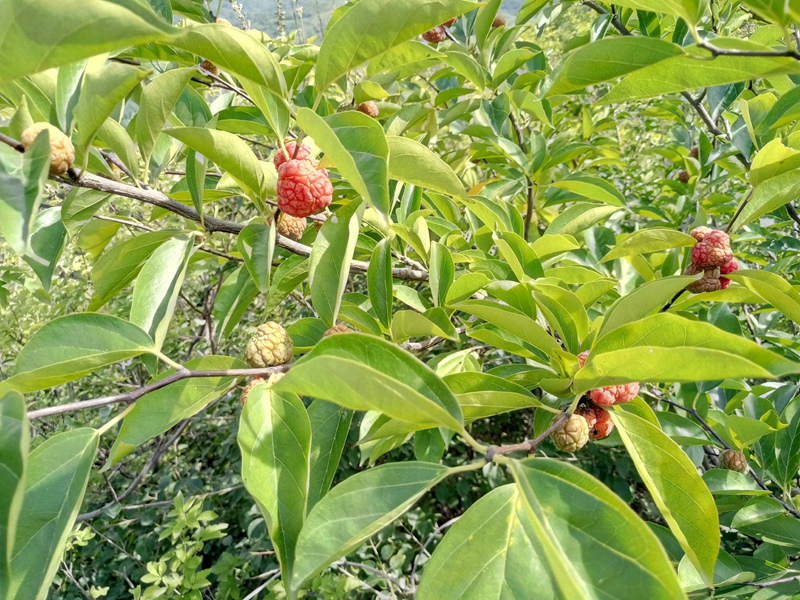 柘樹 柘樹