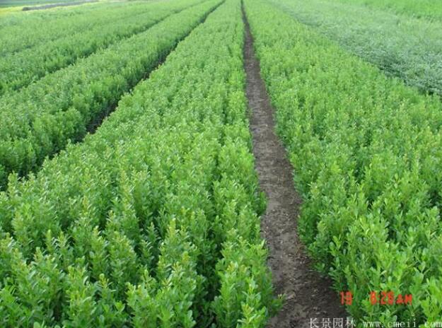 1595464597230289.jpg
