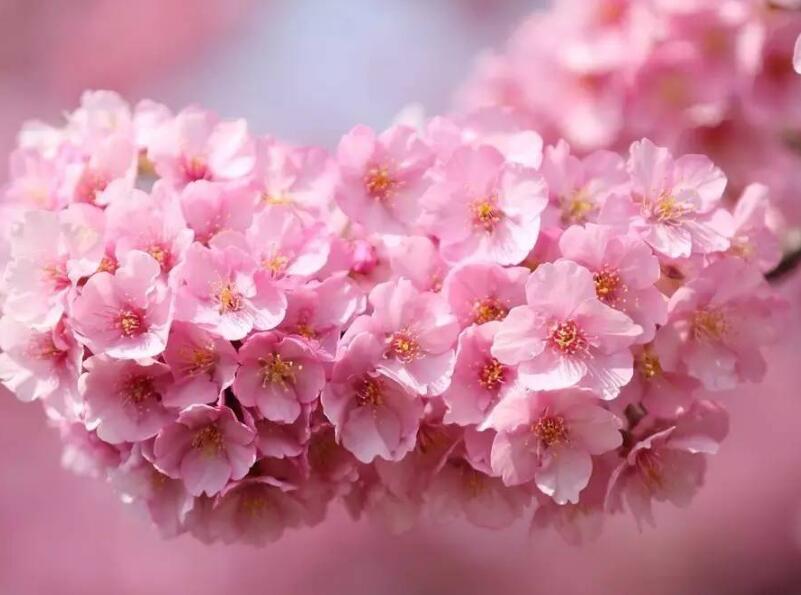 櫻花7.jpg