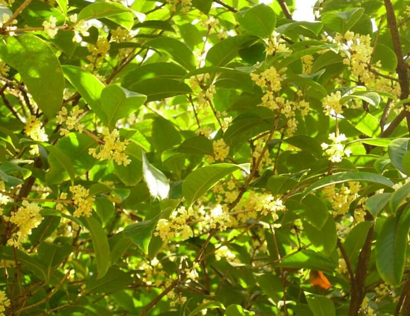 桂花7.jpg