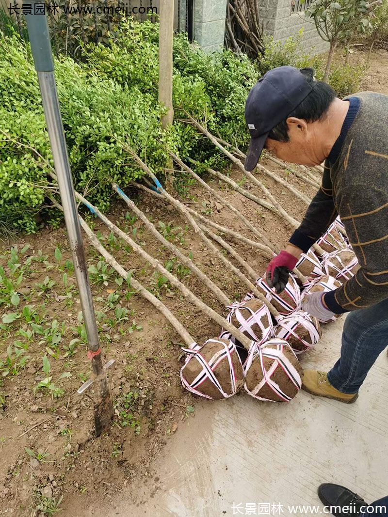 小葉黃楊樹 小葉黃楊樹