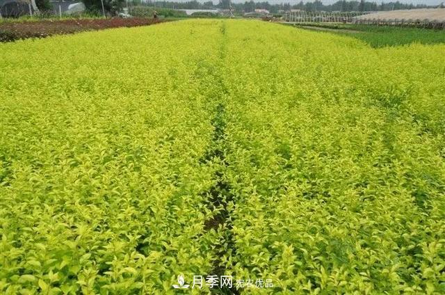 值得收藏！這些全國著名苗木產地你知道幾個？
