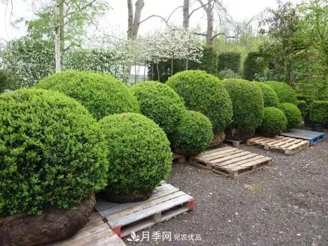 值得收藏！這些全國著名苗木產地你知道幾個？