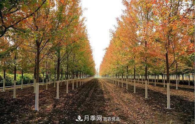 值得收藏！這些全國著名苗木產地你知道幾個？