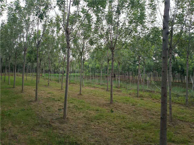 沭陽(yáng)長(zhǎng)景園林速生白蠟種植基地實(shí)拍圖片